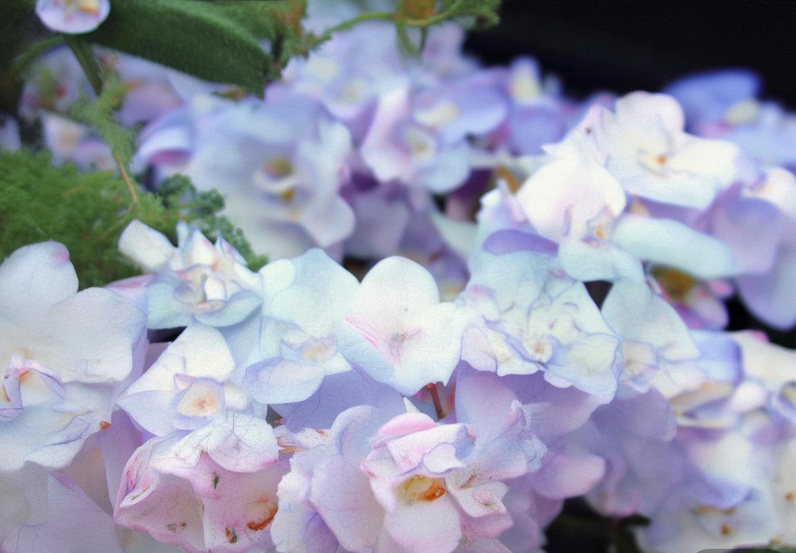 亚历山大率雷霆队新赛季战绩19胜1负领跑，谢伊·吉尔杰斯-亚历山大诠释团队篮球，年轻核心阵容未来可期